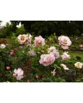 Hybrid tea rose Stephen Rulo